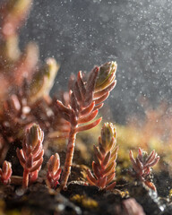 Pink sedum plant in darkness and snow