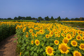 8月(真夏に咲く向日葵)