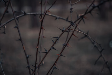 An acacia bush with sharp spikes closes the passage to the viewer. The branches look like
barbed wire.