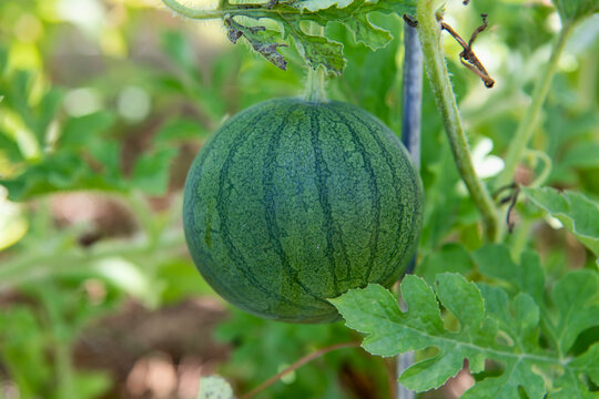 Small Watermelon on the Vine in Organic Garden