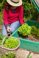 Au potager - femme tenant un panier récoltant des salades vertes