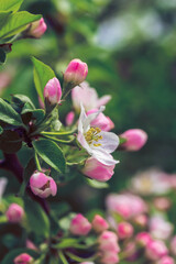 Blossom Apple Tree in April on a transparent spring day in bright sunlight