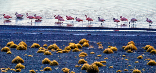 pink flamingos in the water, by the shore, with a dark sand beach with yellow bushes. Torres del...