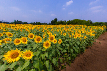 8月(真夏に咲く向日葵)