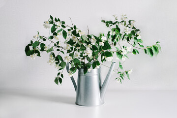Branches of blooming jasmine in a garden watering can on a white background.