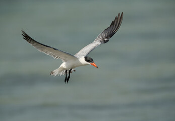 Fototapeta na wymiar Caspian tern flying, Bahrain
