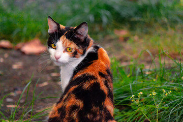 curious calico cat sitting outside. predator in the autumn garden