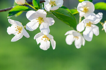 Beautiful apple tree branches with blooming flowers in spring close-up