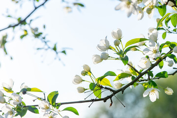 Fototapeta na wymiar Branches of apple tree with white flowers against a blue spring sky