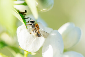 Little bee collects nectar from beautiful flowers of an apple tree in spring close-up