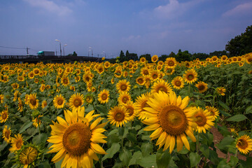 Obraz premium 8月(真夏に咲く向日葵)