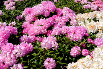 Pink Rhododendron flowers and bushes