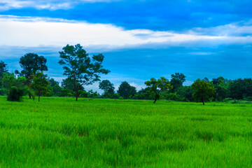 Rice fields with lush green rice Morning atmosphere with fresh air
