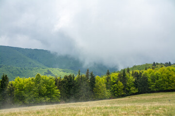 fog over the mountain forest