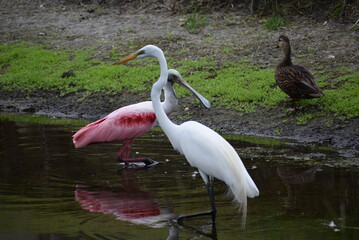 Hot Pink Roseate Spoonbill, GR. White Egret, Duck feeding together