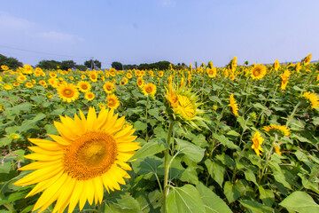 Obraz premium 8月(真夏に咲く向日葵)