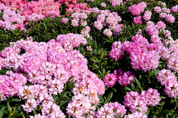 Obraz premium Pink Rhododenddron bushes in flower