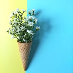 Cutter flower and ice cream cones on pastel colored background. White flower in a ice cream cones.