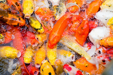 Colorful fancy carp fish, koi fish