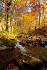 Mountain river in autumn forest. autumn landscape. rocks in the river that flows through forest at the foot of the mountain