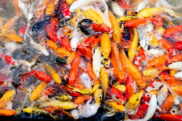 Colorful fancy carp fish, koi fish