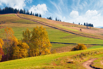 Fototapeta premium forest in red foliage on sunny autumn day. trees with branches with red foliage in forest. hillside in mountains with high peak in the distance on sunny autumn day with clear blue sky