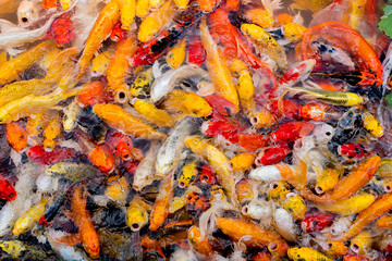 Colorful fancy carp fish, koi fish