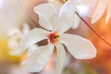 Fototapeta na wymiar Magnolia bloom close-up on a bright April bright day in the sunlight