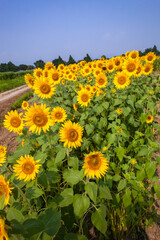 Obraz premium 8月(真夏に咲く向日葵)