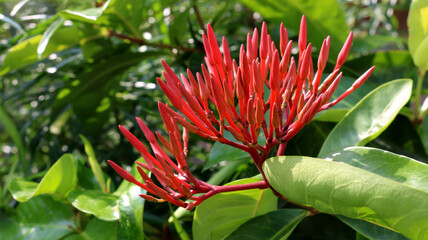 Red Ixora coccinea or Rubiaceae flowers grown at my home in India