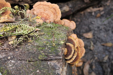 Natures Plates