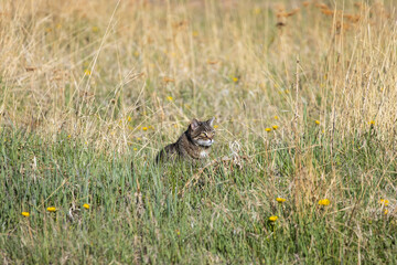 Tabby Cat