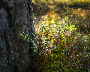closeup blueberry bush in forest