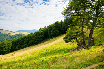 Fototapeta na wymiar tree on the hill in green mountain landscape. beautiful nature scenery with grass on the meadow rolling in to the distance. fresh morning weather with clouds on the blue sky