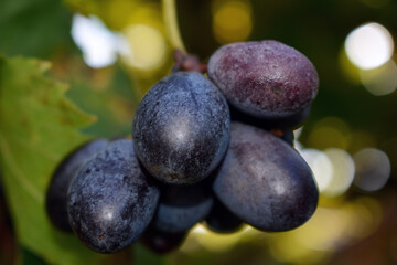 Macro de un racimo de uvas azules en la parra y con un fondo natural del jardín con efecto bokeh.