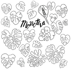 A big set of exotic tropical leaves isolated. Monstera leaf line art. Doodle style. Minimalism. Modern decor. Vector. Handwritten inscription: monstera
