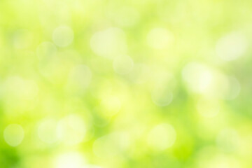 Fototapeta na wymiar Sunny defocused green nature background, abstract bokeh effect es element for your design.