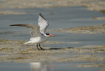 Caspian tern raising its wings, Bahrain