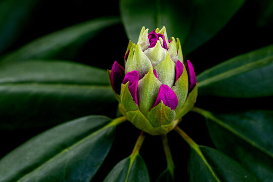 Closeup of a purple rhododendron flower bud