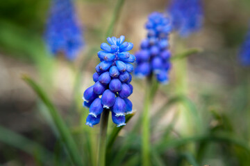 Grape Hyacinth, Muscari, Small Purple Blue Spring Flower Clusters