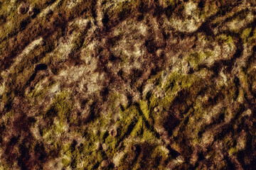 Algae texture on sand beach, top view.