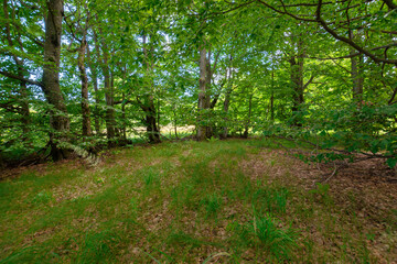 beech forest in summer.  trees in lush green foliage. beautiful nature scenery