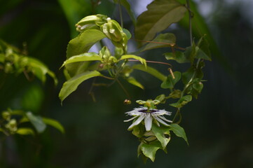 close up of a white flower