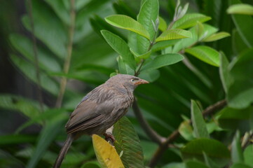 Bird sitting on guava tree 