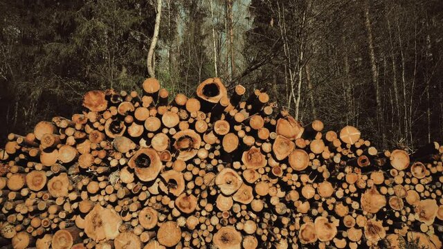 A lot of cut trees lies in the forest near the road. Beautiful dense forest, timber, background