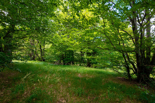 beech forest in summer.  trees in lush green foliage. beautiful nature scenery