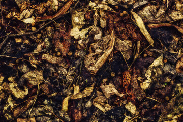 dried leaves covering the ground