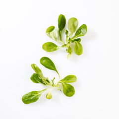 Produktaufnahme Feldsalat auf weißem Untergrund