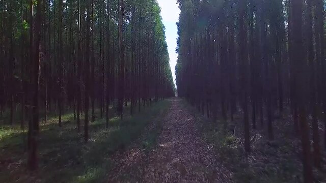 Eucalyptus plantation in Brazil - cellulose paper agriculture - birdseye drone view. Top view. Eucalyptus Green Forest Aerial View.
