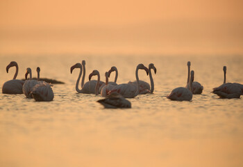 Greater Flamingos in the morning at Asker coast, Bahrain